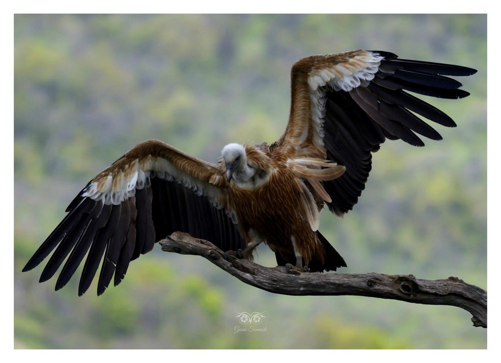 Sęp płowy (Gyps fulvus)