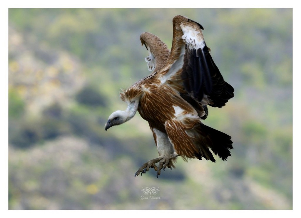 Sęp płowy (Gyps fulvus)