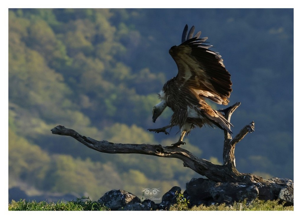 Sęp płowy (Gyps fulvus)