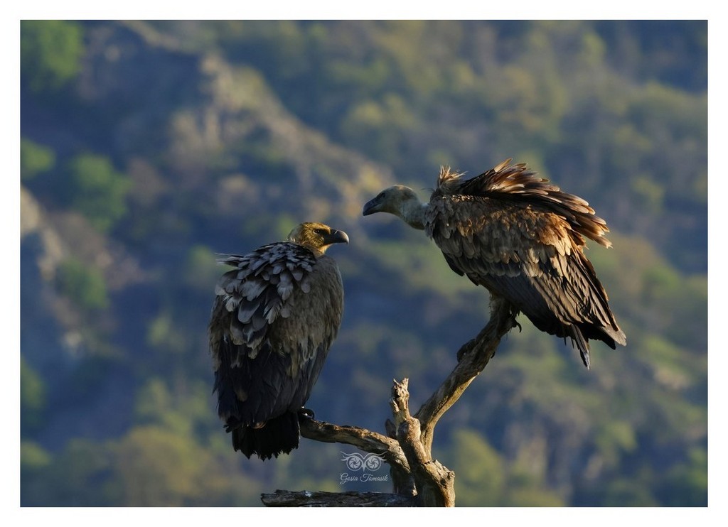 Sęp płowy (Gyps fulvus)