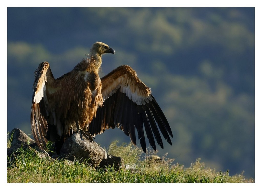 Sęp płowy (Gyps fulvus)