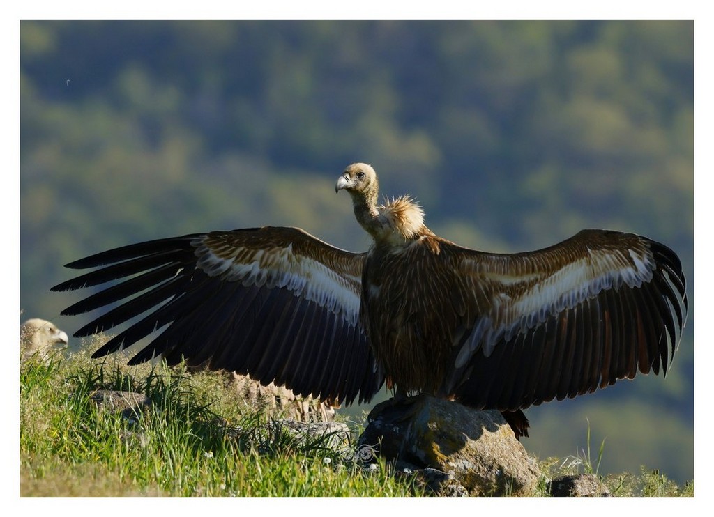 Sęp płowy (Gyps fulvus)