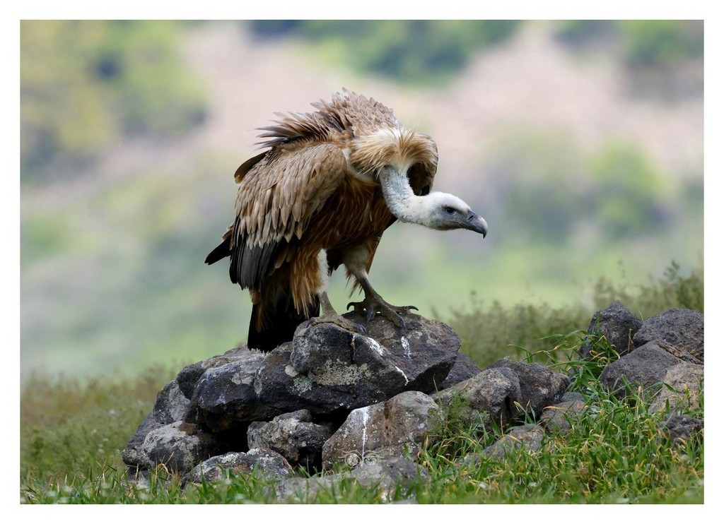 Sęp płowy (Gyps fulvus)