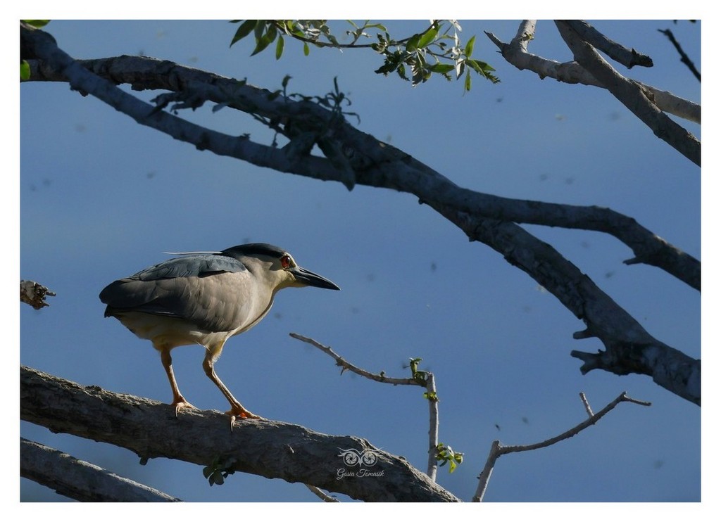 Ślepowron (zwyczajny) (Nycticorax nycticorax) 