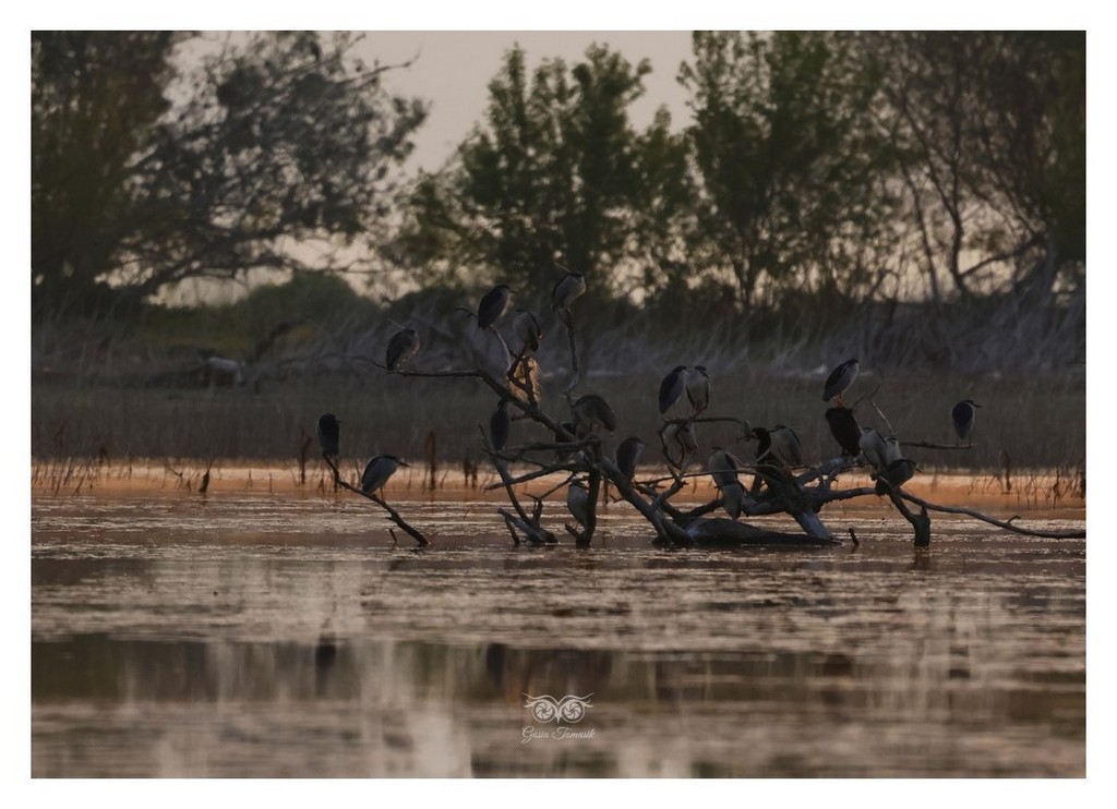 Ślepowron (zwyczajny) (Nycticorax nycticorax) 