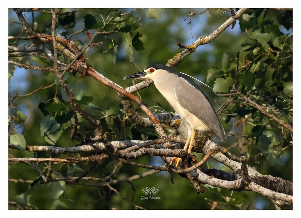 Ślepowron (zwyczajny) (Nycticorax nycticorax) 