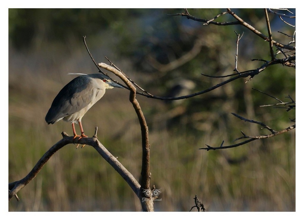Ślepowron (zwyczajny) (Nycticorax nycticorax) 