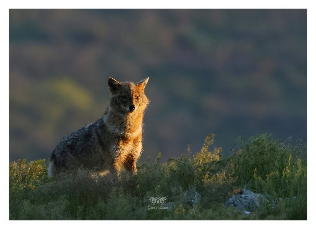 Szakal złocisty (Canis aureus)