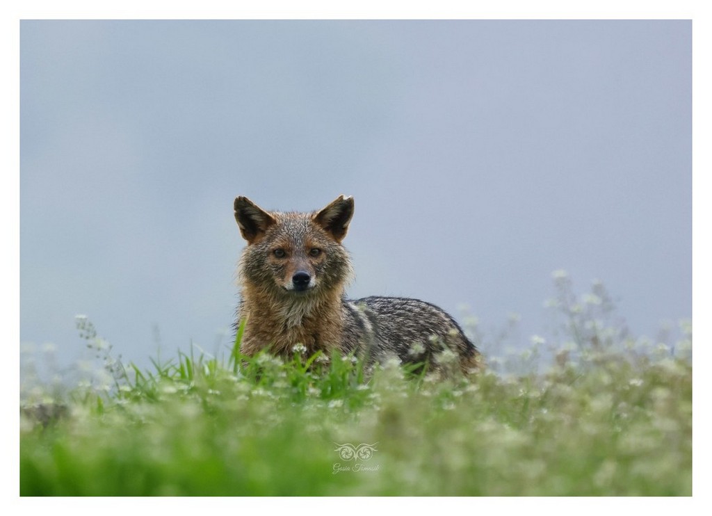 Szakal złocisty (Canis aureus)