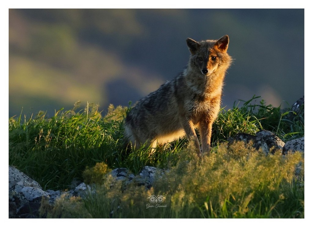 Szakal złocisty (Canis aureus)