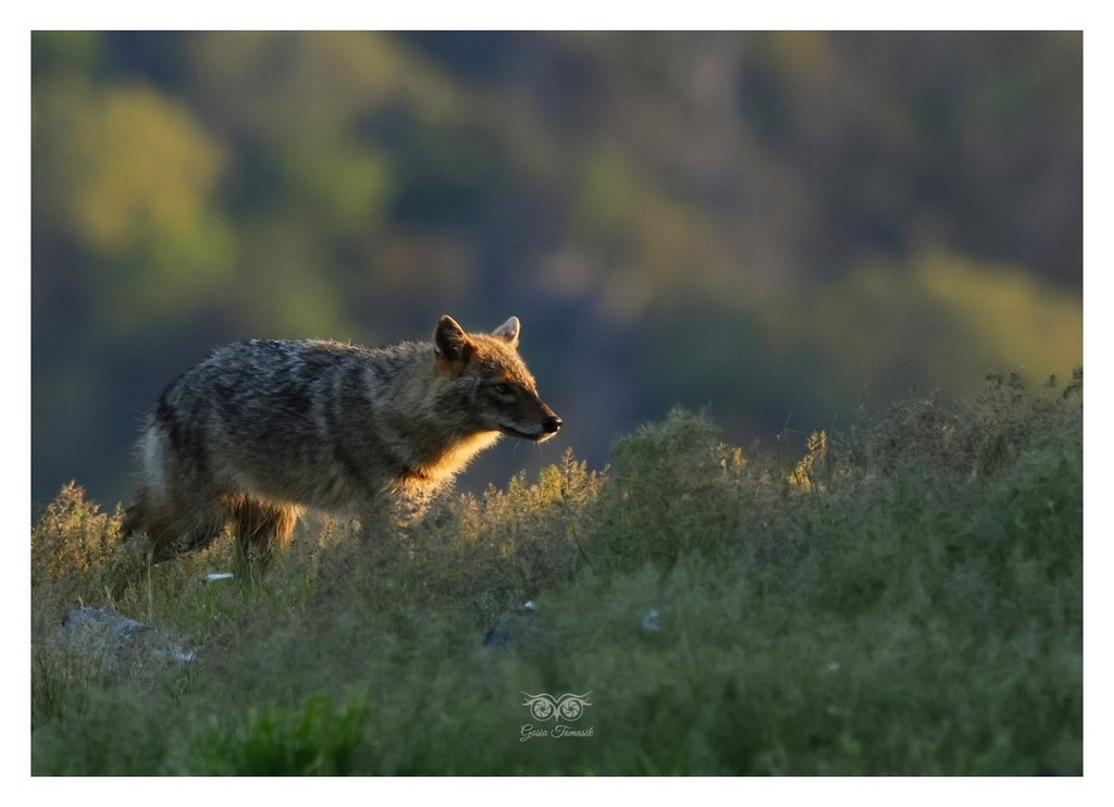 Szakal złocisty (Canis aureus)