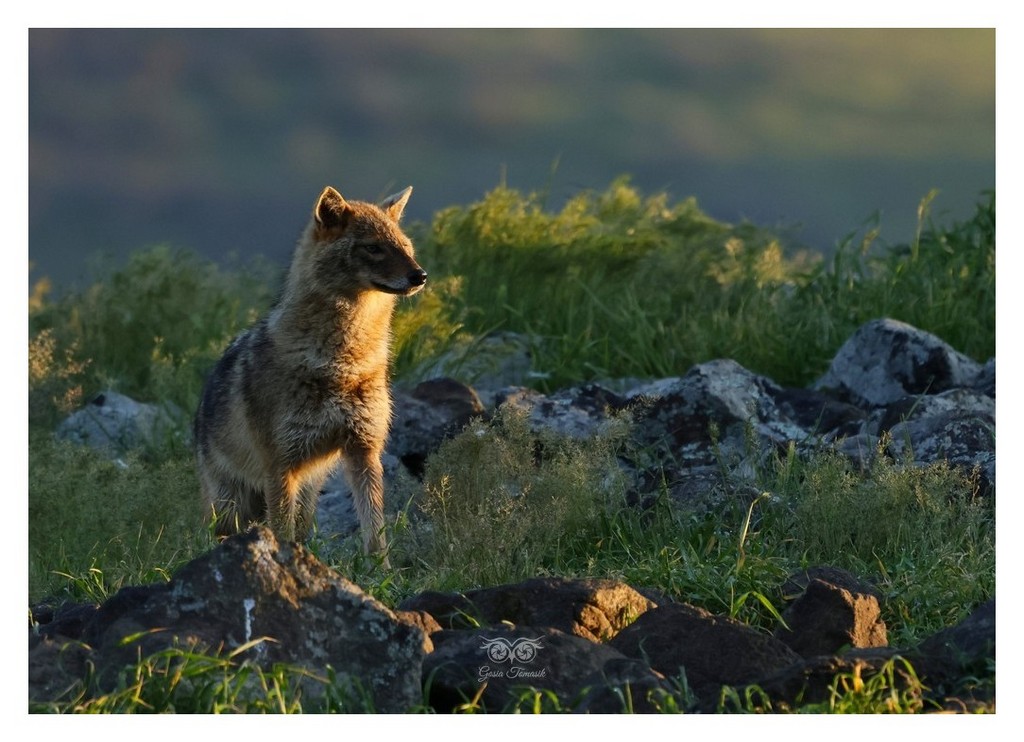 Szakal złocisty (Canis aureus)