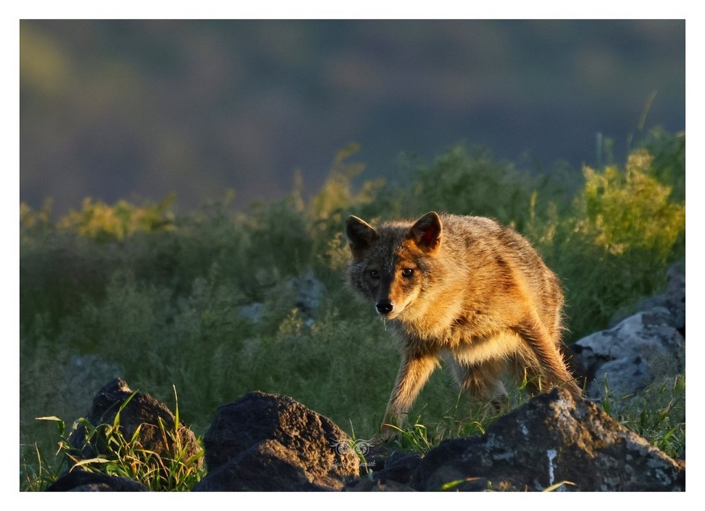 Szakal złocisty (Canis aureus)