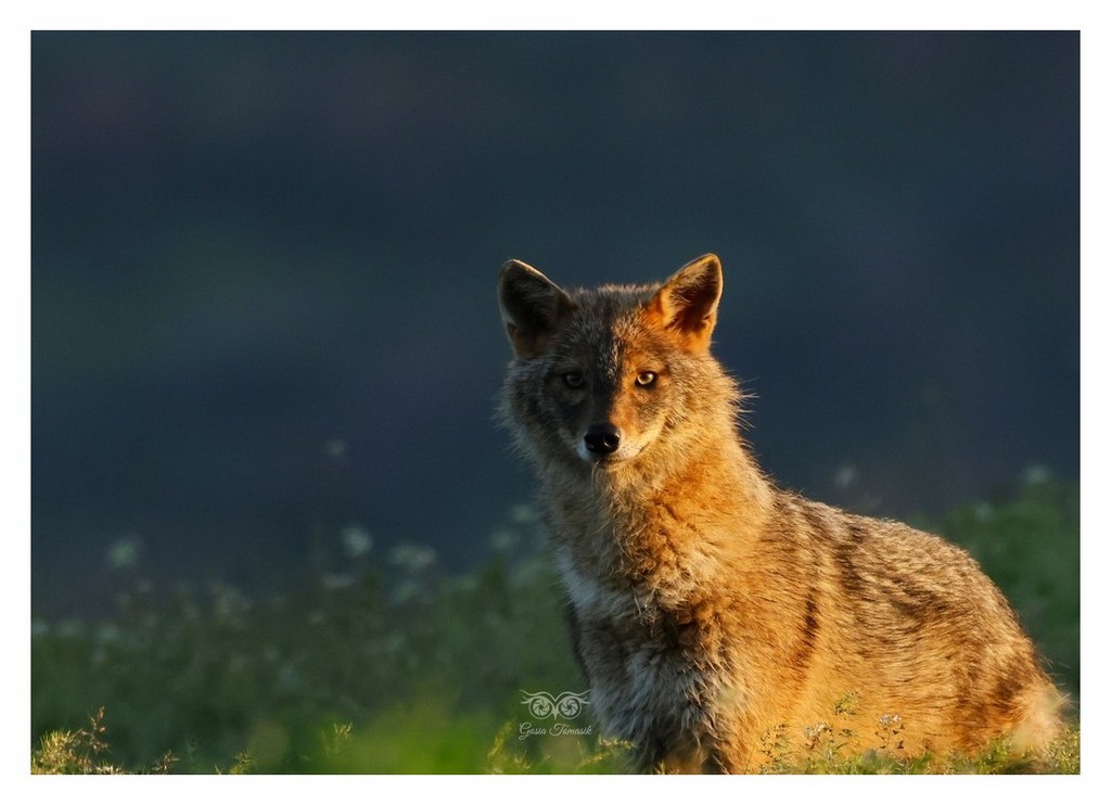 Szakal złocisty (Canis aureus)