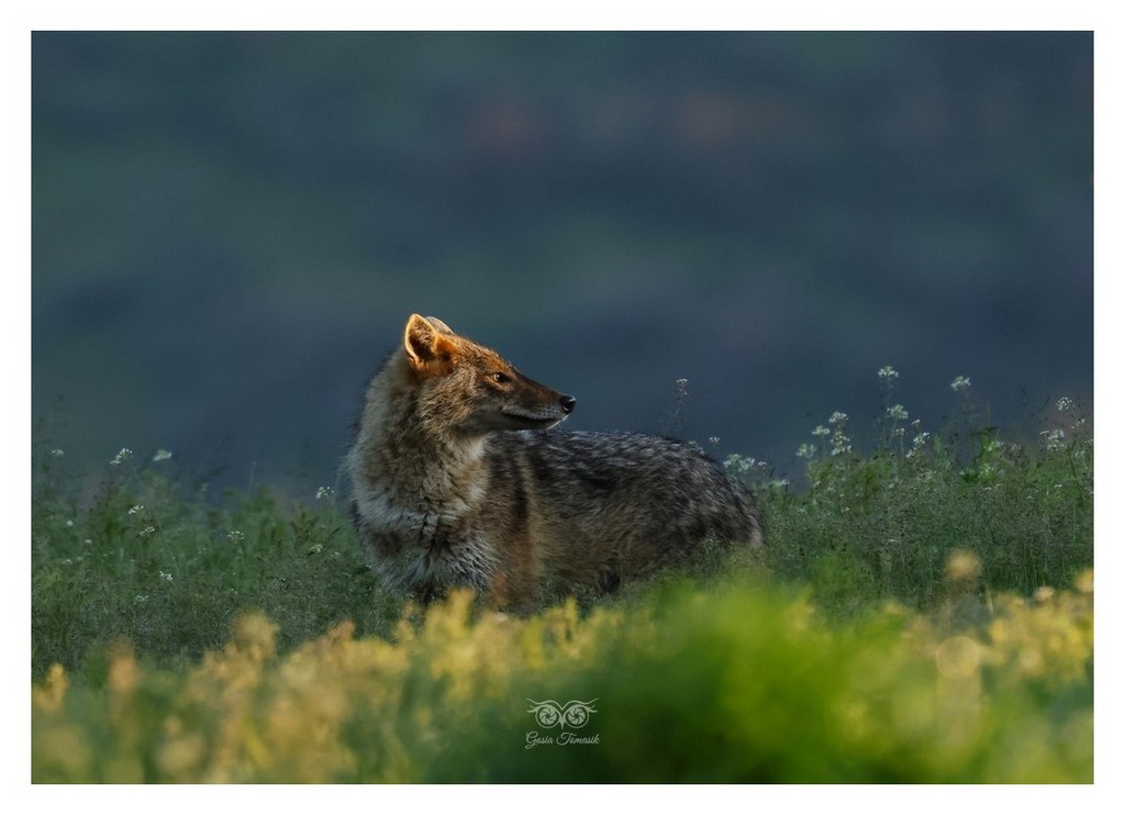 Szakal złocisty (Canis aureus)