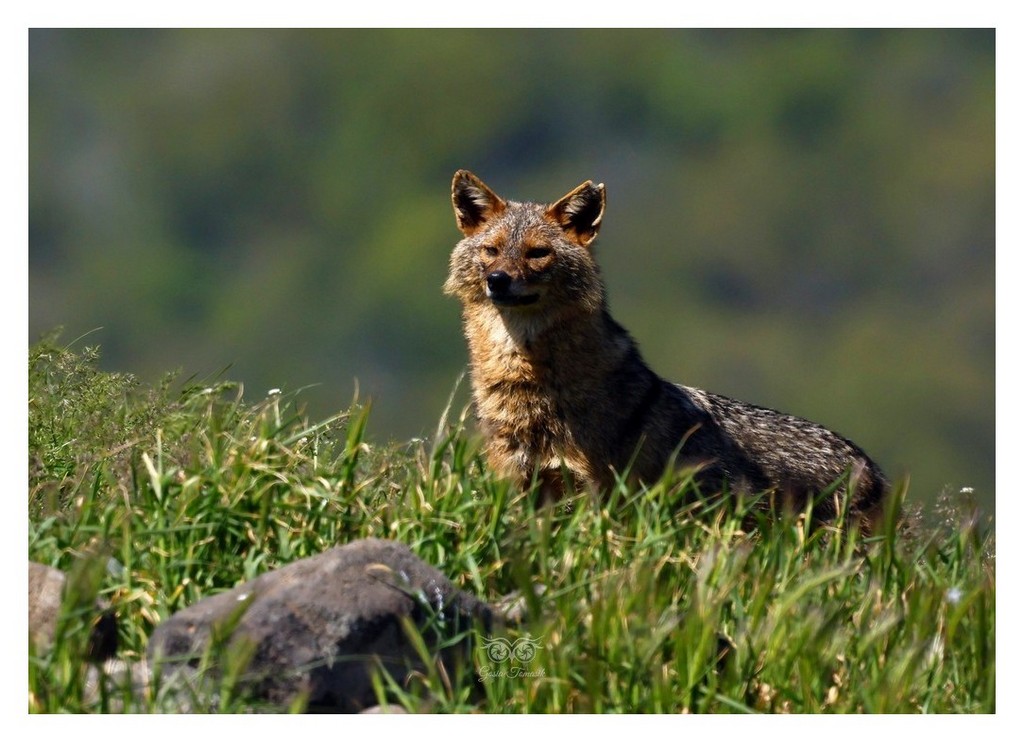 Szakal złocisty (Canis aureus)