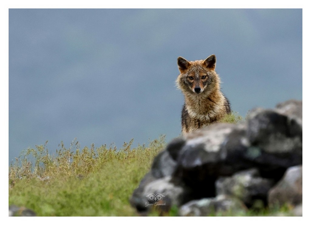 Szakal złocisty (Canis aureus)