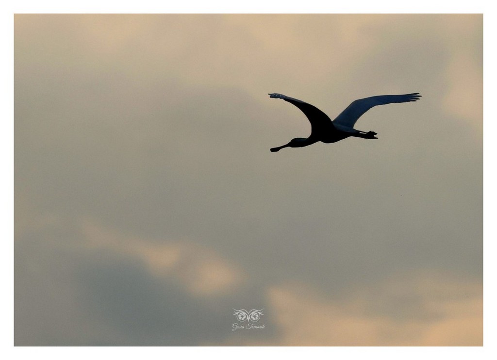 Warzęcha (zwyczajna) (Platalea leucorodia) 