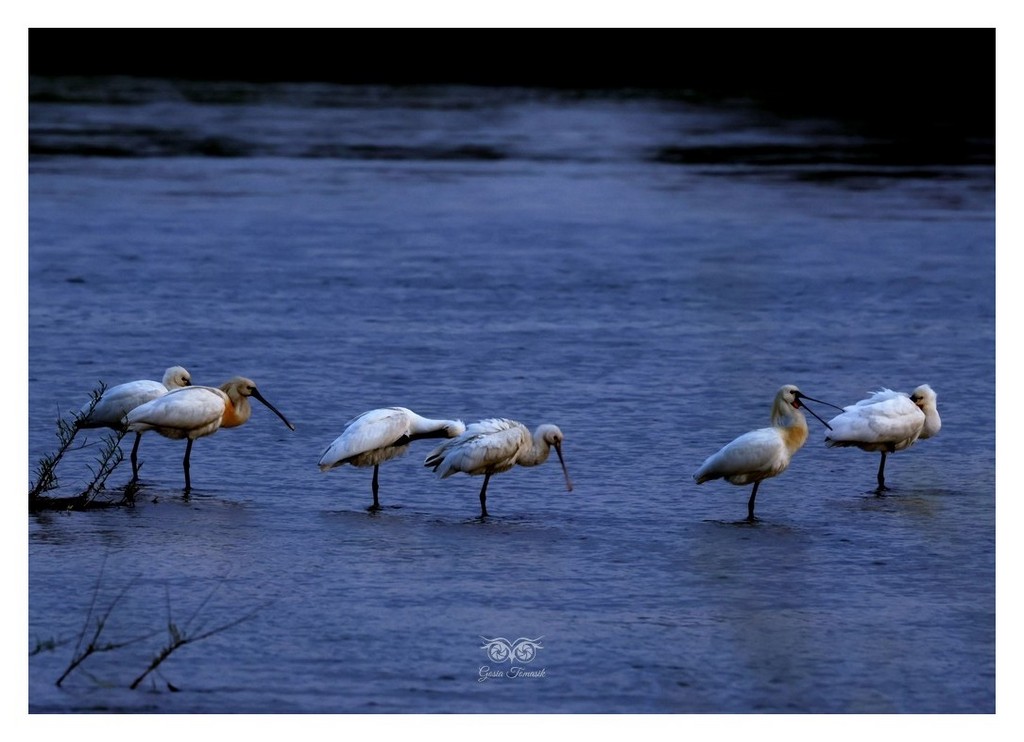 Warzęcha (zwyczajna) (Platalea leucorodia) 