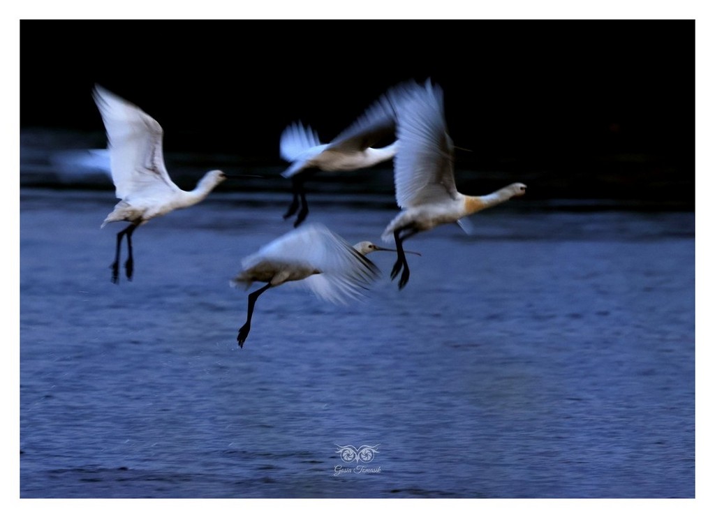 Warzęcha (zwyczajna) (Platalea leucorodia) 