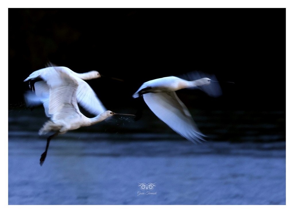 Warzęcha (zwyczajna) (Platalea leucorodia) 
