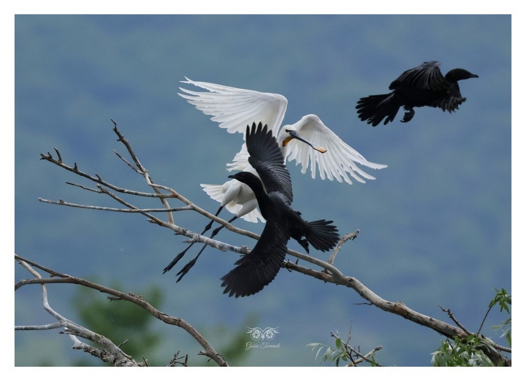 Warzęcha (zwyczajna) (Platalea leucorodia) 