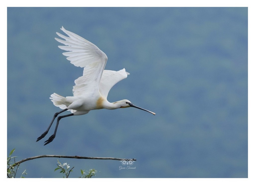 Warzęcha (zwyczajna) (Platalea leucorodia) 