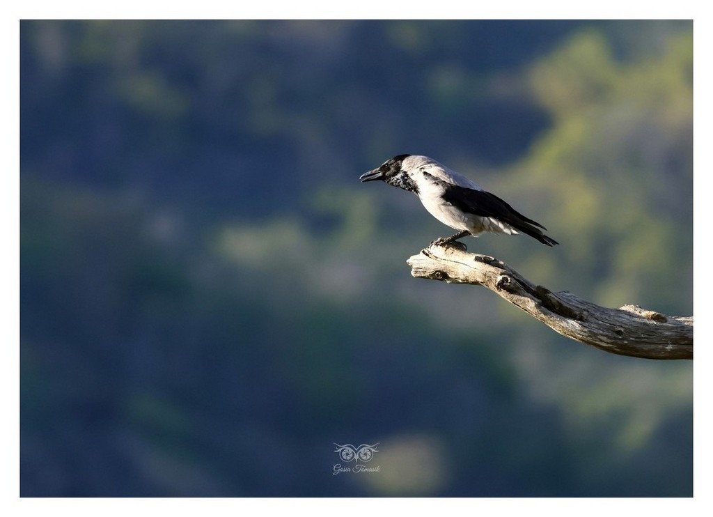 Wrona zwyczajna, wrona siwa, wrona (Corvus corone) 