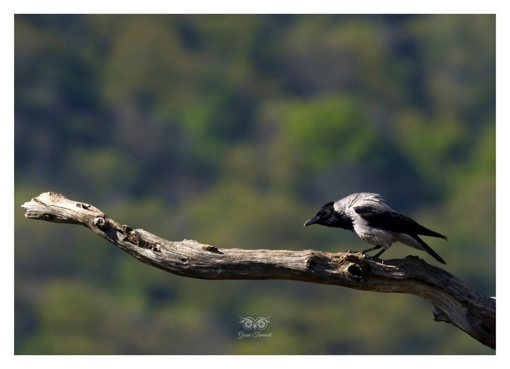 Wrona zwyczajna, wrona siwa, wrona (Corvus corone) 