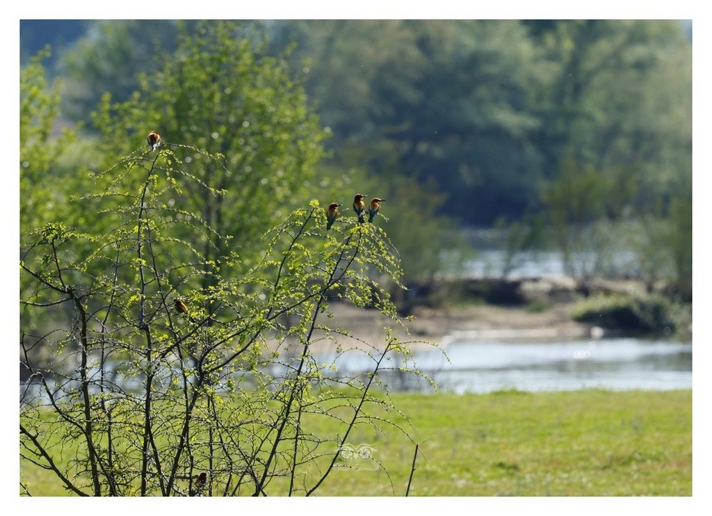 Żołna (zwyczajna), żołna pospolita, żołna pszczołojad (Merops apiaster) 