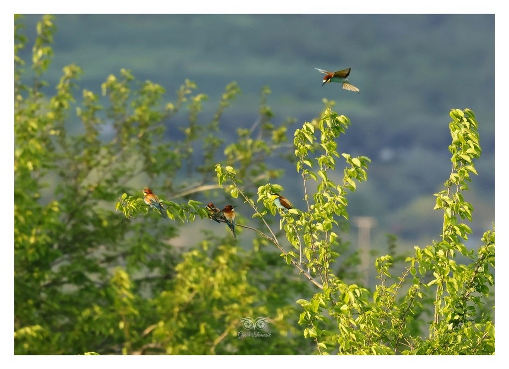 Żołna (zwyczajna), żołna pospolita, żołna pszczołojad (Merops apiaster) 