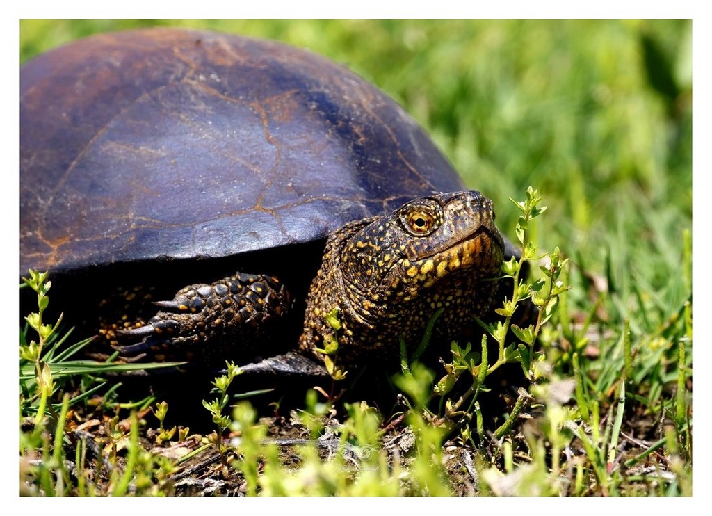 Żółw błotny (Emys orbicularis)