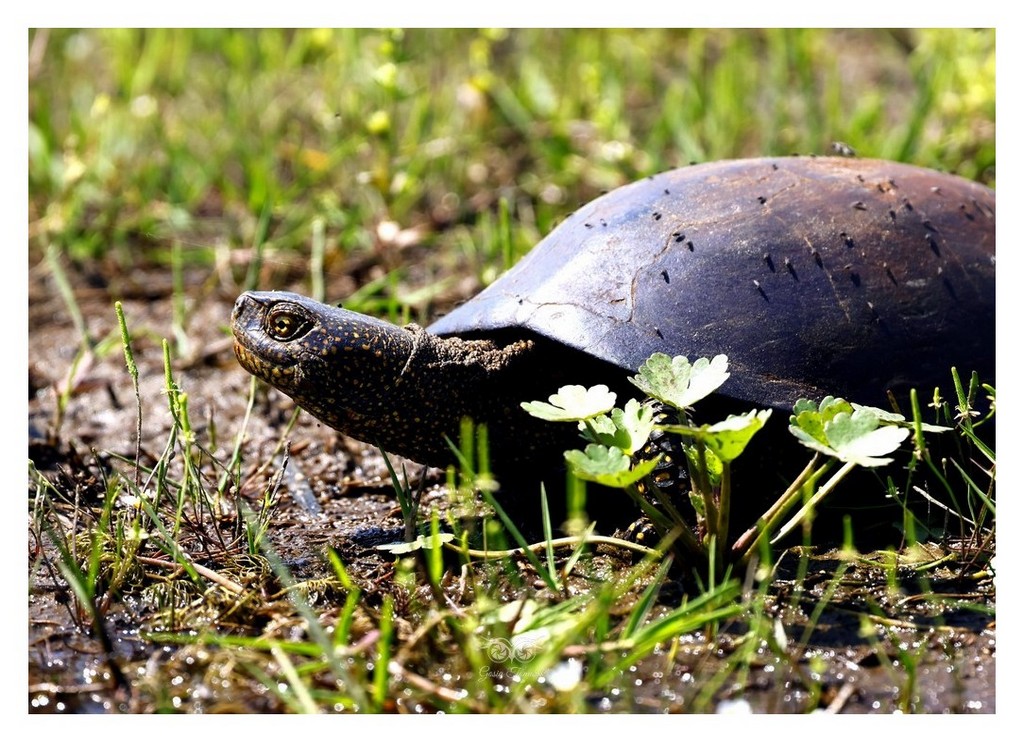 Żółw błotny (Emys orbicularis)