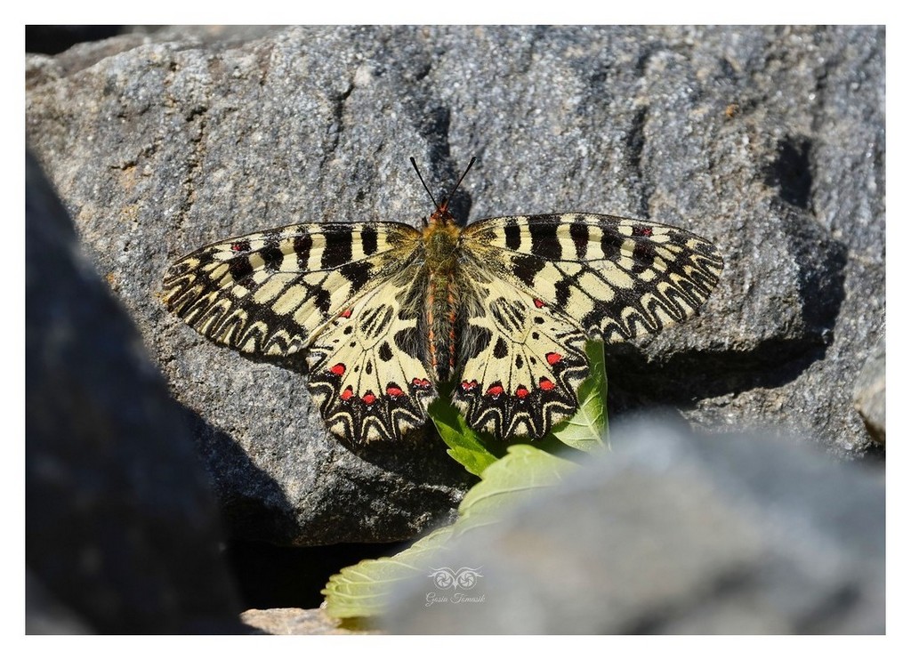 Zygzakowiec kokornakowiec (Zerynthia polyxena)