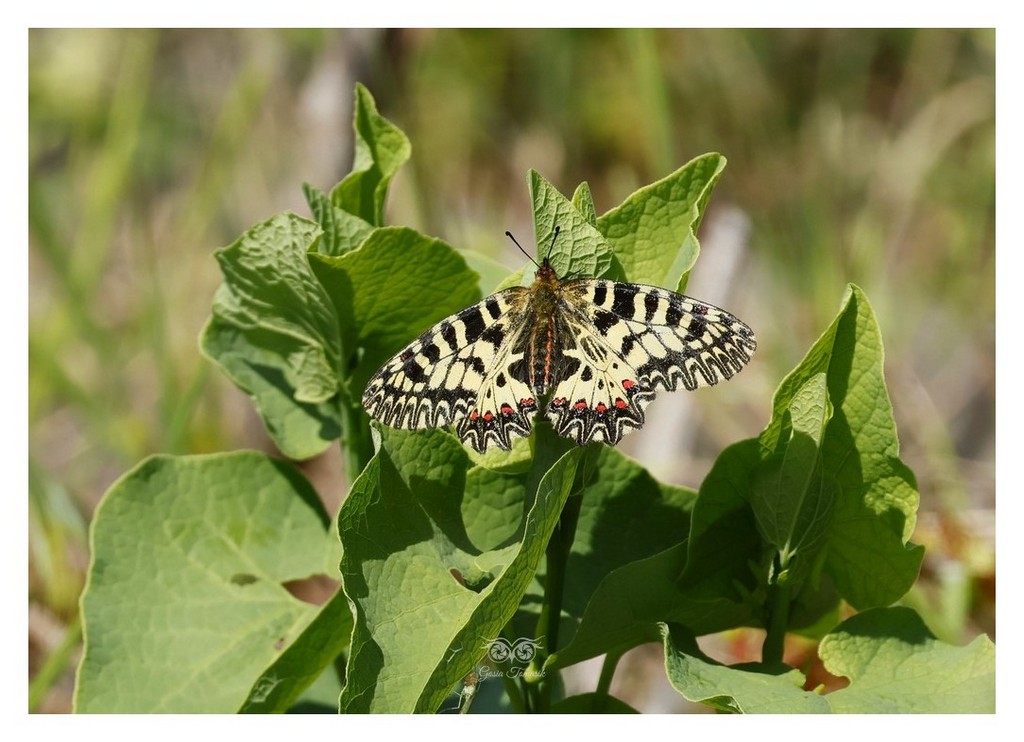 Zygzakowiec kokornakowiec (Zerynthia polyxena)