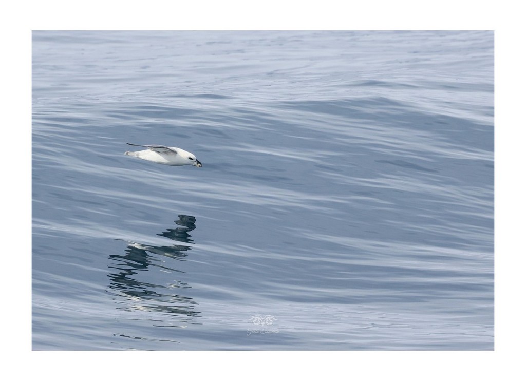 fulmar