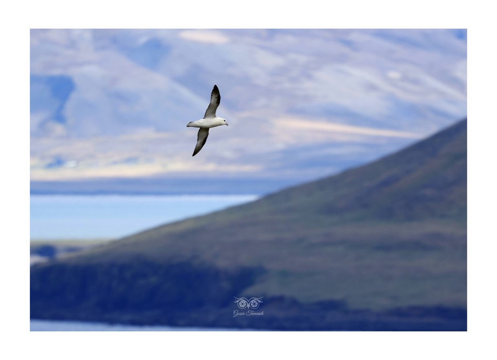 fulmar