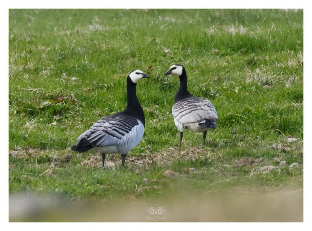 Bernikla białolica (Branta leucopsis), Islandia 2026.06