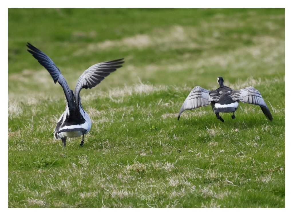 Bernikla białolica (Branta leucopsis),
Islandia 2026.06