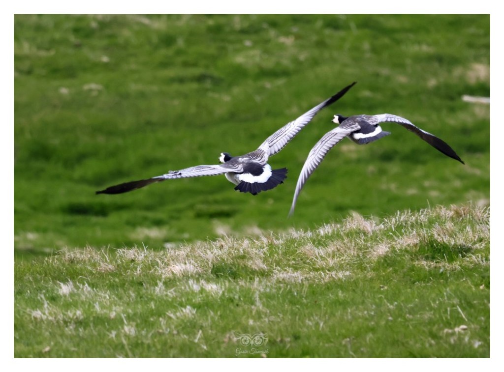 Bernikla białolica (Branta leucopsis),
Islandia 2026.06