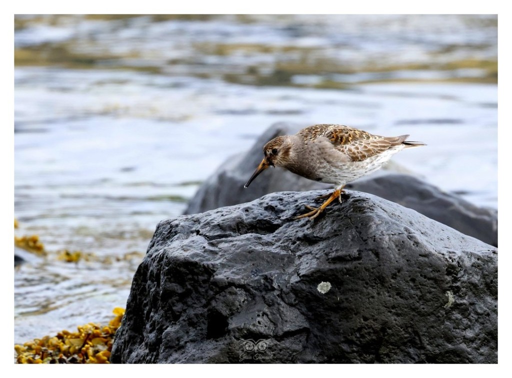 Biegus morski (Calidris maritima), Islandia 2026.06