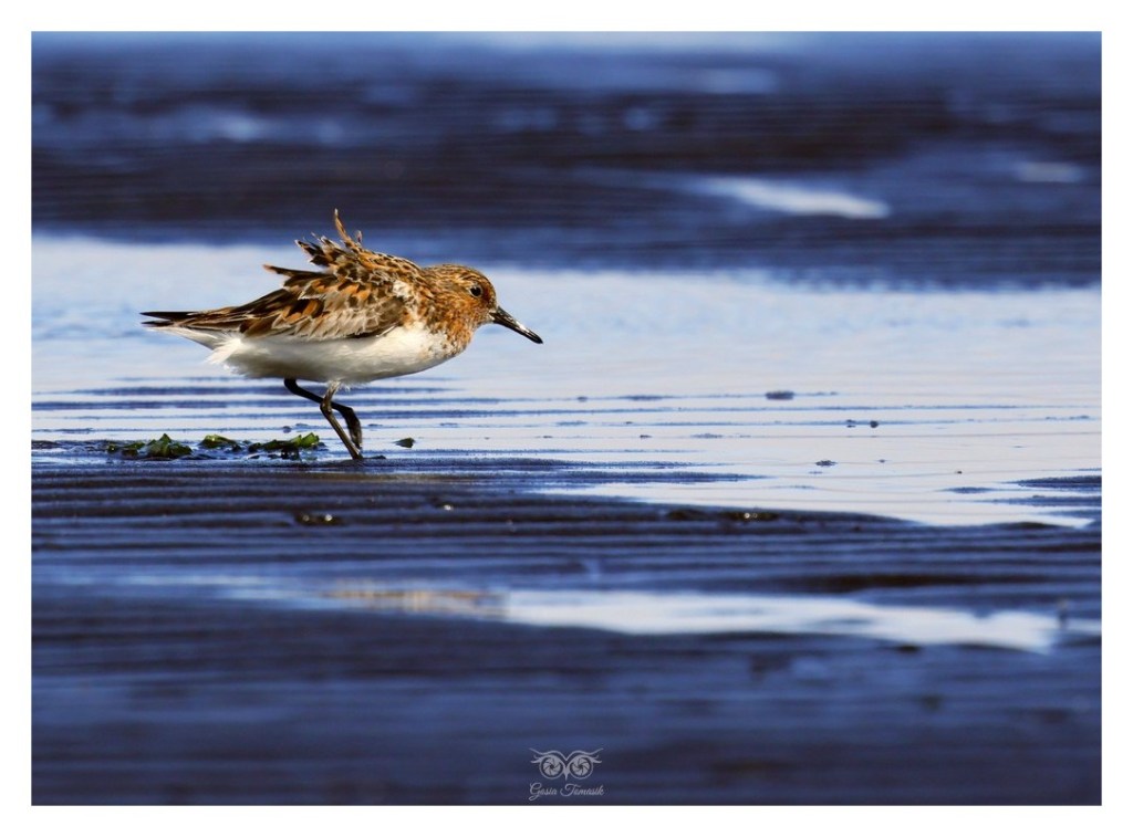 Biegus zmienny (Calidris alpina), Islandia 2026.06