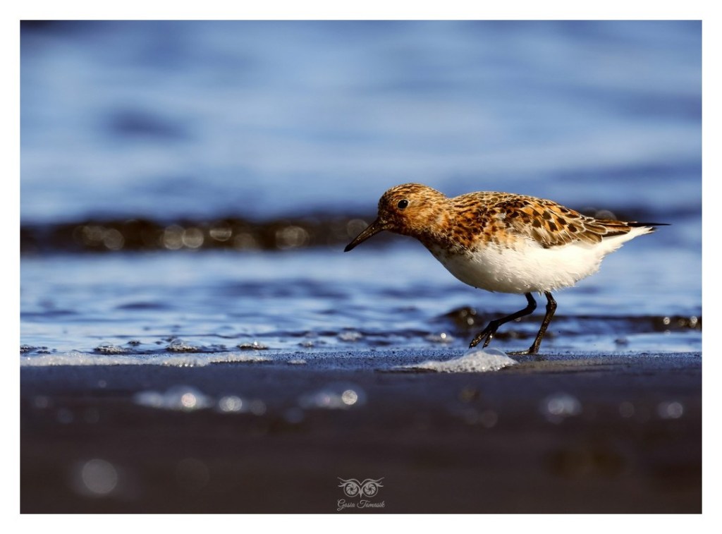 Biegus zmienny (Calidris alpina),
Islandia 2026.06
