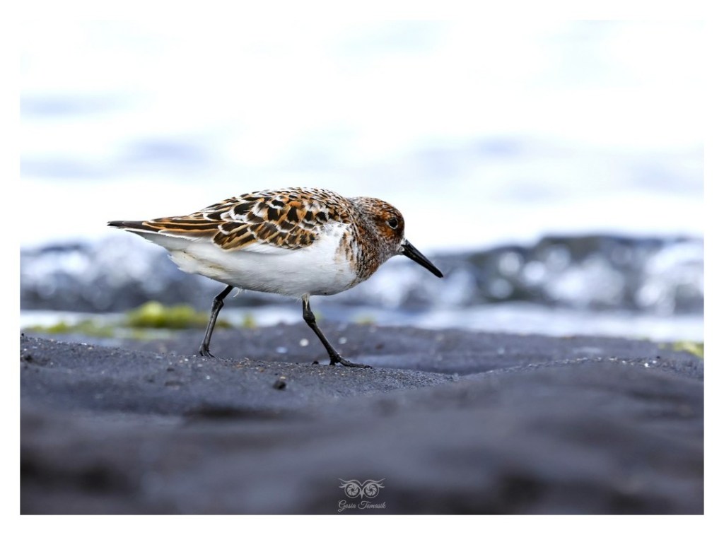 Biegus zmienny (Calidris alpina),
Islandia 2026.06