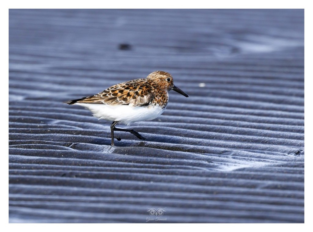 Biegus zmienny (Calidris alpina),
Islandia 2026.06