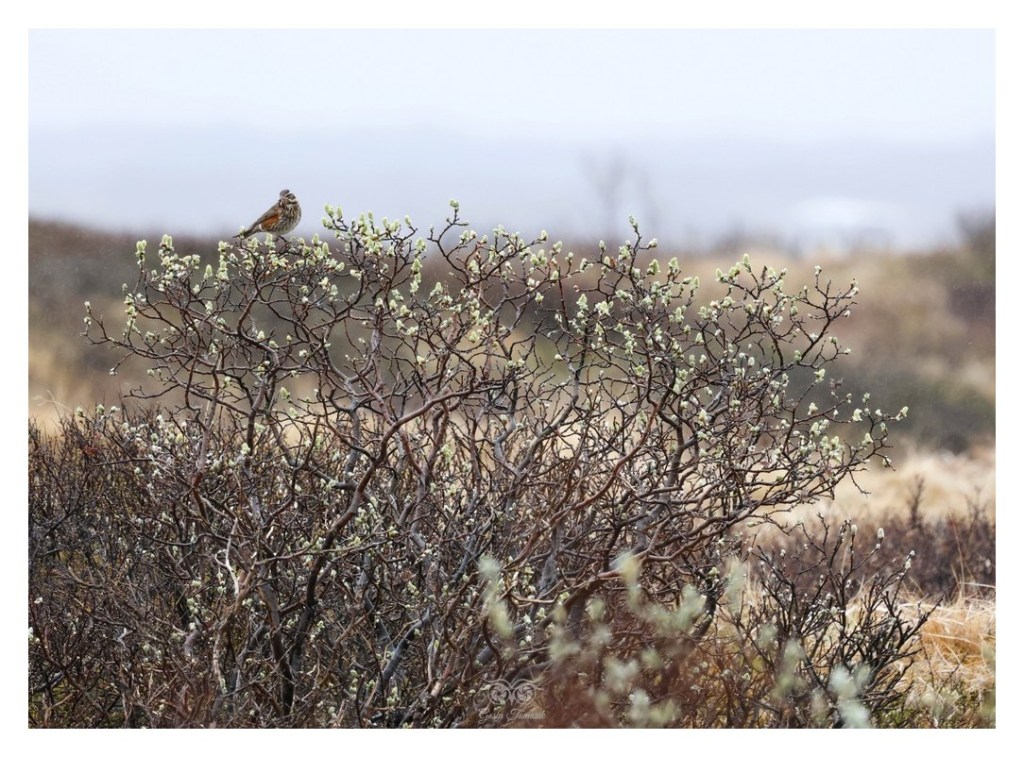 Droździk, drozd rdzawoboczny (Turdus iliacus),
Islandia 2026.06