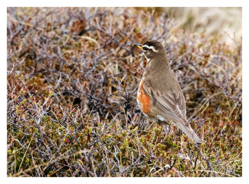 Droździk, drozd rdzawoboczny (Turdus iliacus),
Islandia 2026.06