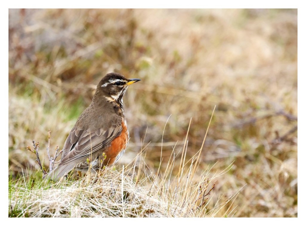 Droździk, drozd rdzawoboczny (Turdus iliacus), Islandia 2026.06