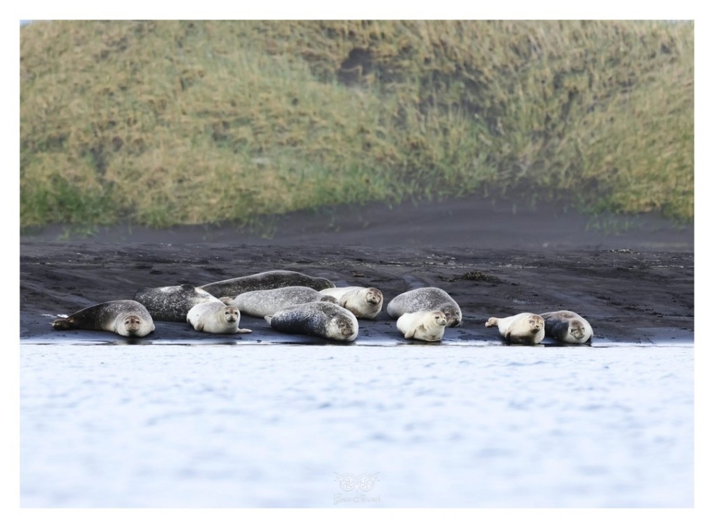 Foka pospolita (Phoca vitulina), Islandia 2026.06