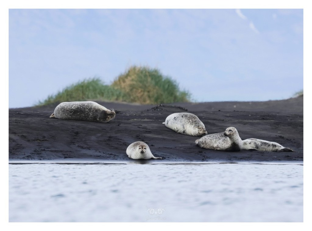 Foka pospolita (Phoca vitulina), 
Islandia 2026.06